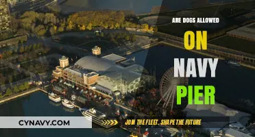 Paws and Reflect: A Guide to Navy Pier's Dog Policies