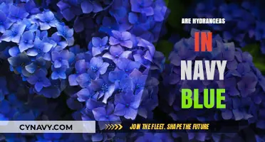 Exploring the Myth: Can Hydrangeas Really Bloom in Navy Blue?
