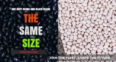 Navy Beans vs. Black Beans: Comparing Their Size and Differences