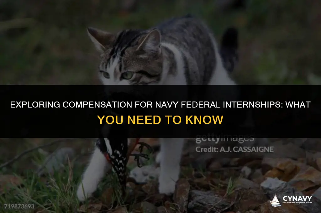 are navy federal internships paid