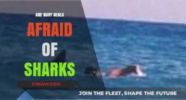 Fearless Defenders: Do Navy SEALs Really Fear Sharks?