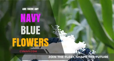 Exploring Nature's Palette: The Quest for Navy Blue Blossoms