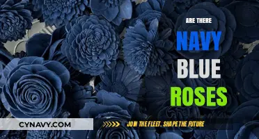 Exploring the Myth: Do Navy Blue Roses Really Exist?