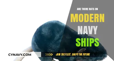 Rats Ahoy? The Unseen Crew Members on Modern Navy Ships