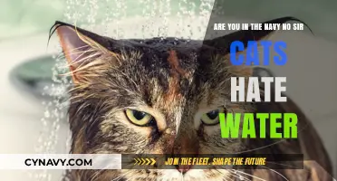 Feline Hydrophobia: Why Cats Despise Water and How to Help