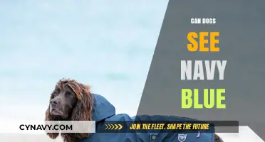 Decoding Canine Color Vision: Do Dogs Perceive Navy Blue?