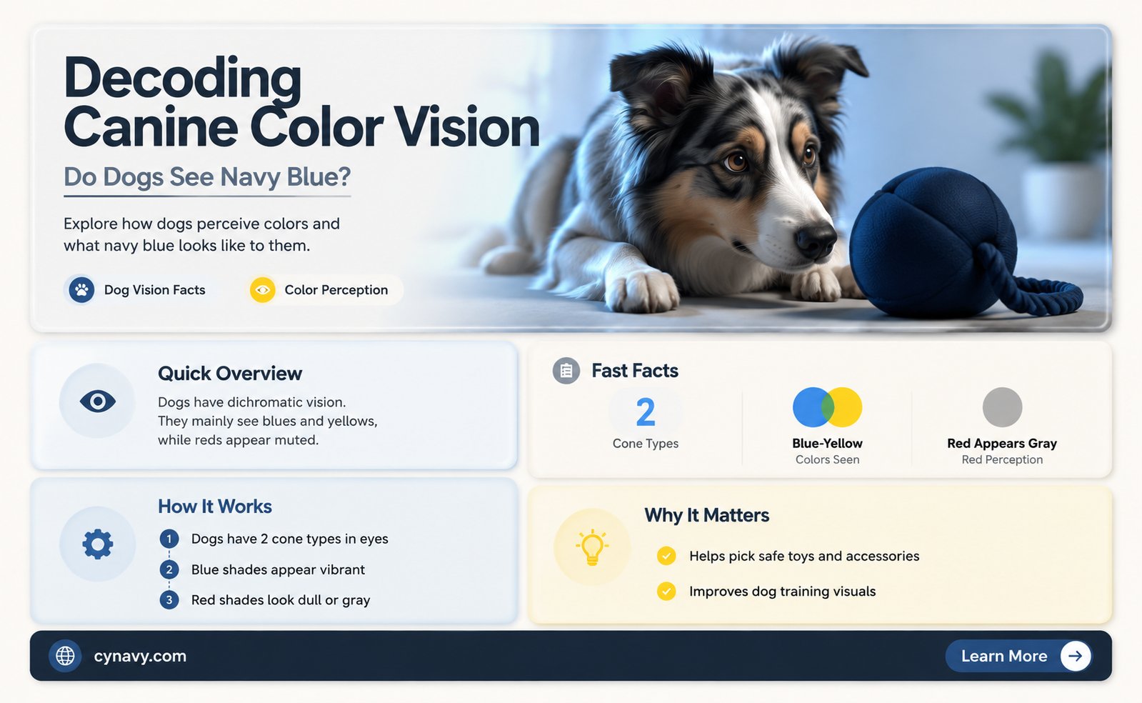 can dogs see navy blue