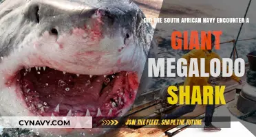 South African Navy's Astonishing Encounter: Megalodon Shark Sighting?