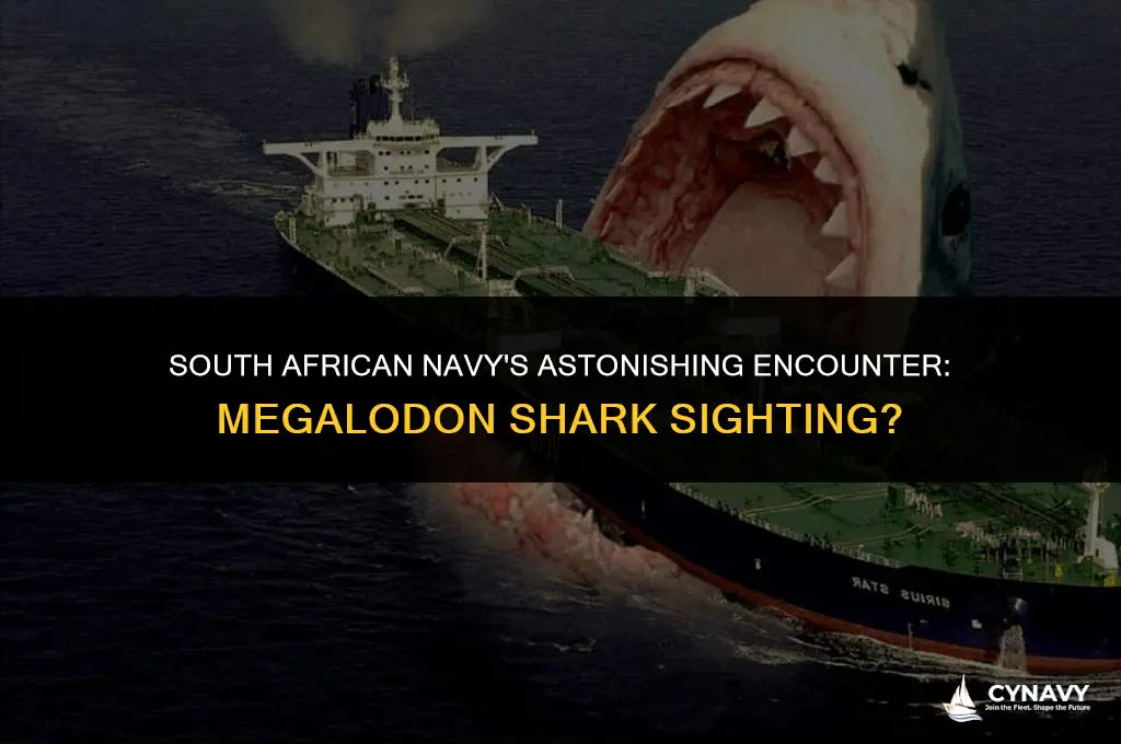 did the south african navy encounter a giant megalodon shark