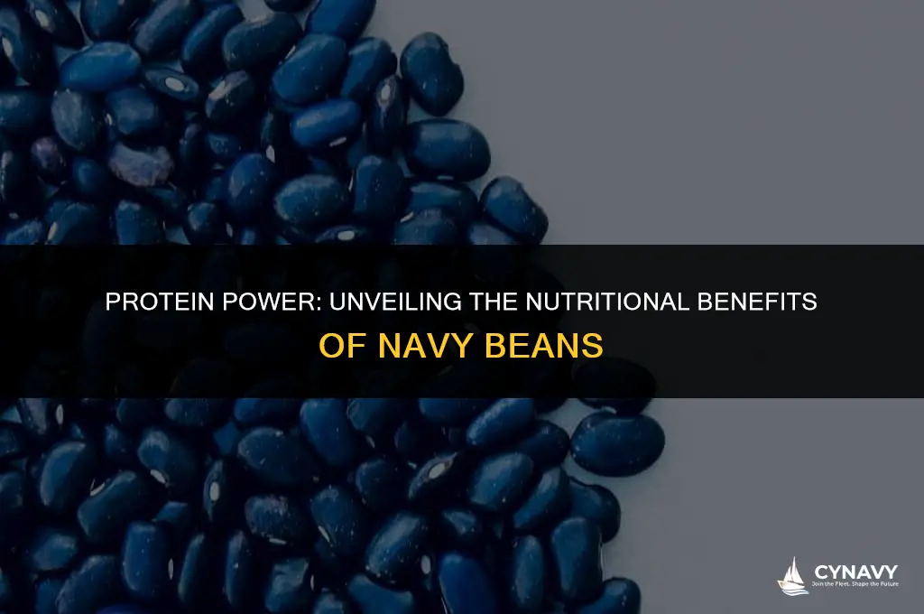 do navy beans have protein