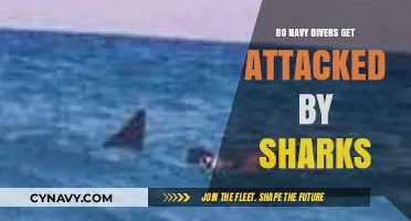 Navy Divers and Shark Encounters: Unveiling the Risks Beneath the Waves