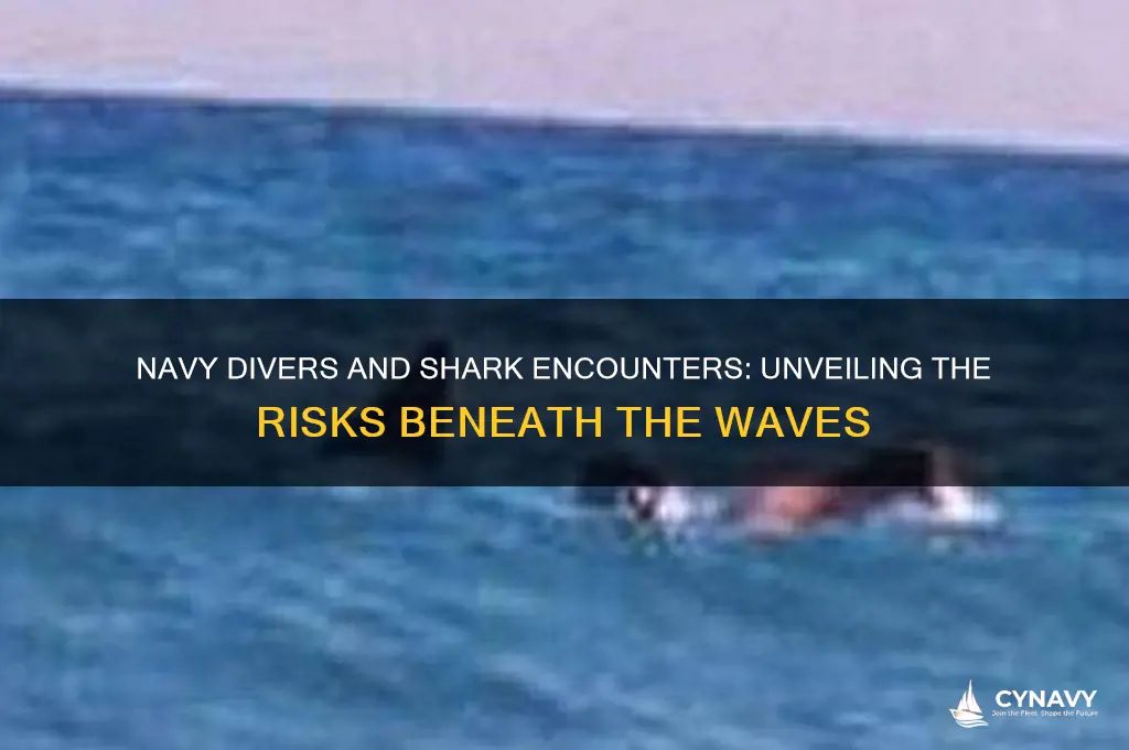 do navy divers get attacked by sharks