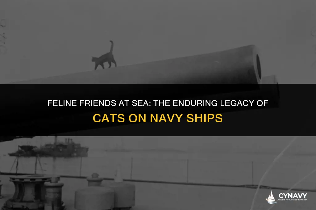 do navy ships still have cats