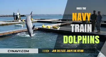 Exploring the Myth: Does the Navy Really Train Dolphins?