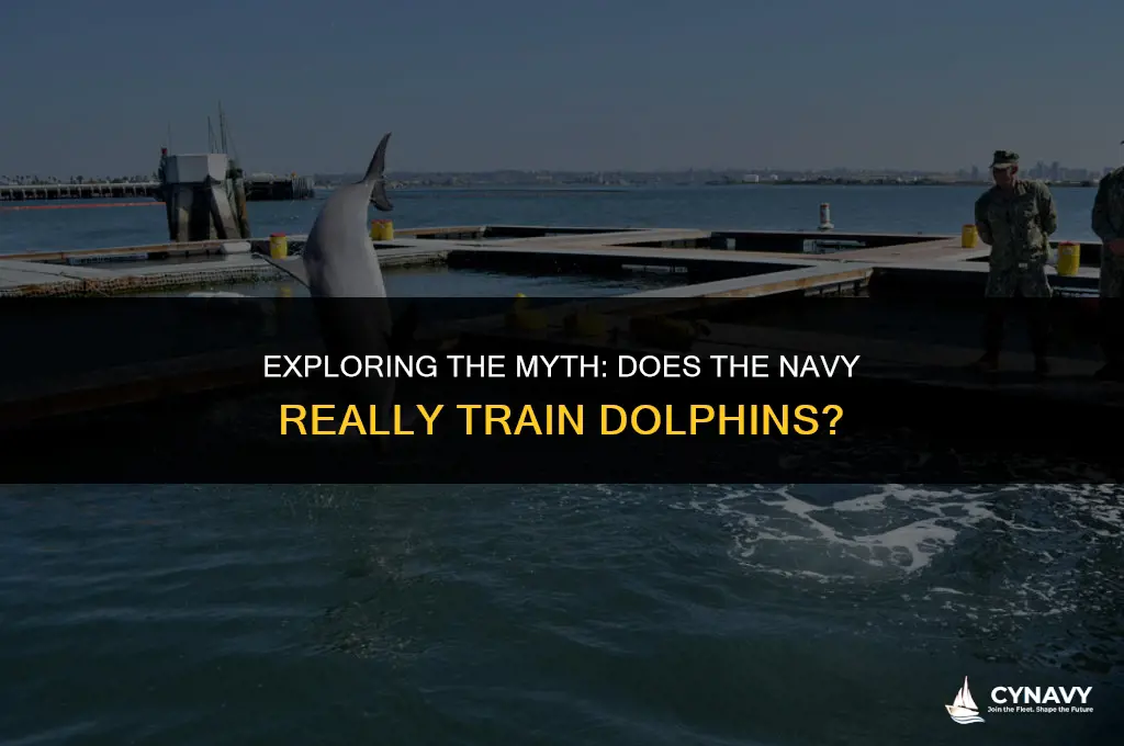 does the navy train dolphins