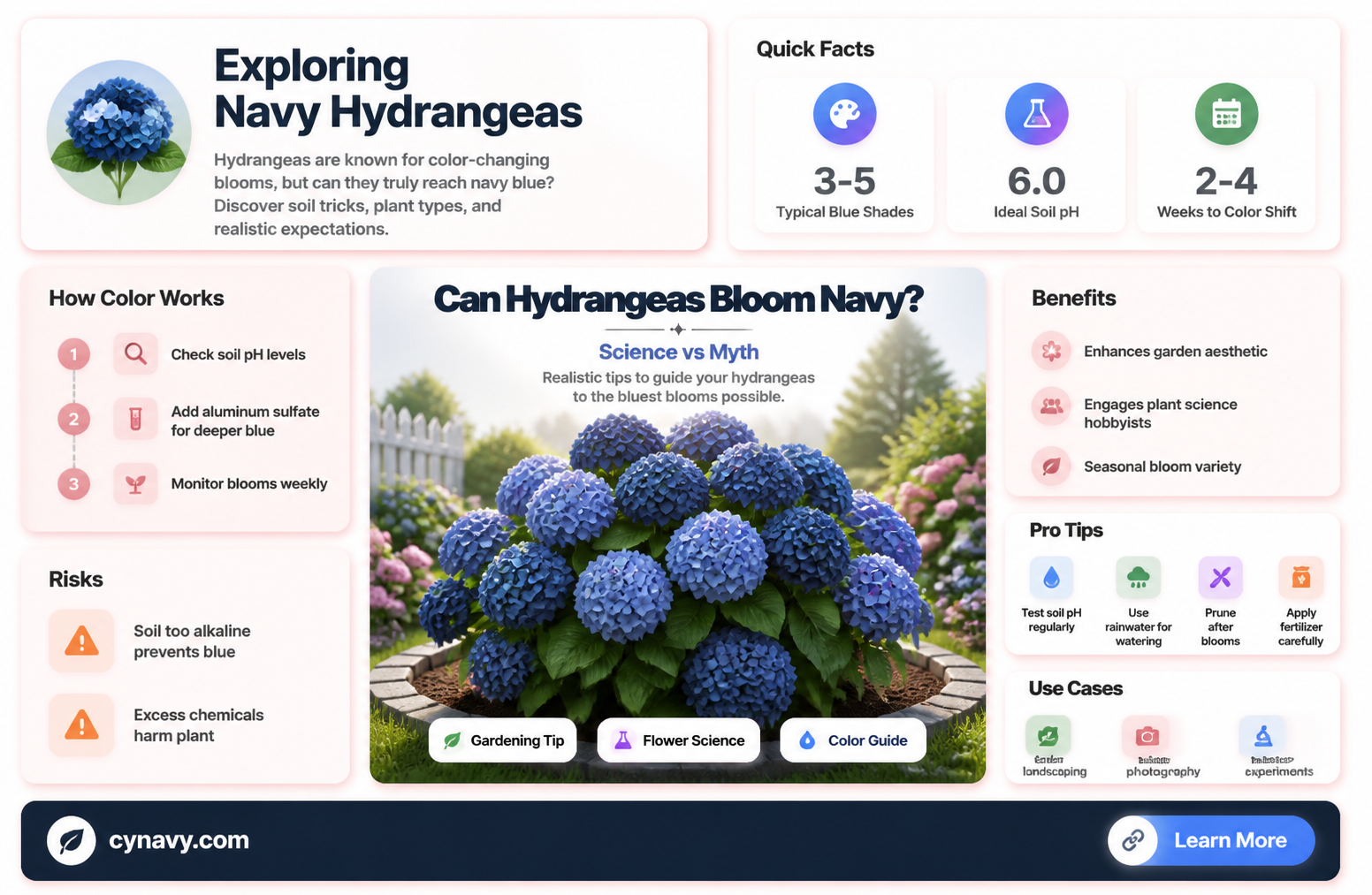 are hydrangeas in navy blue