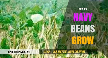 From Seed to Harvest: The Fascinating Journey of Navy Beans