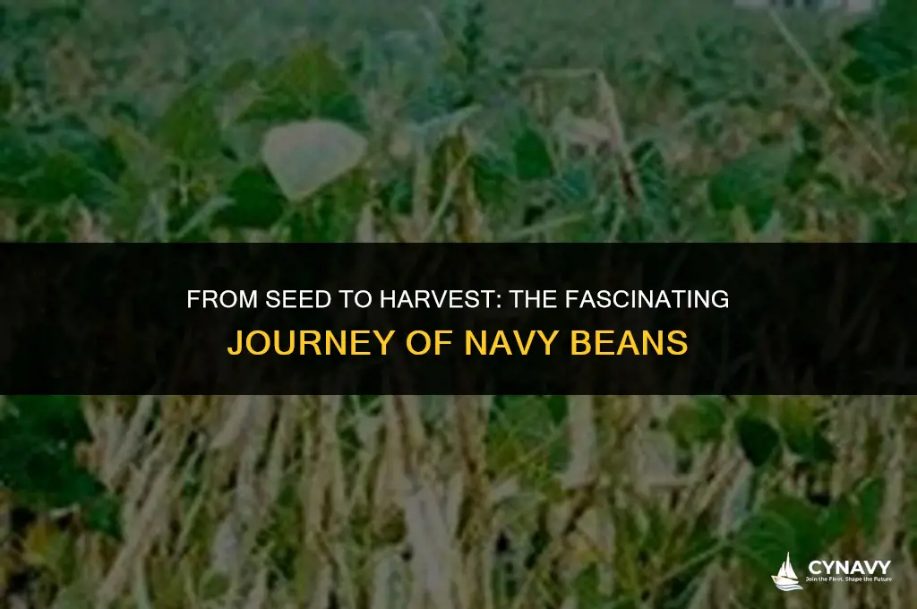 how do navy beans grow