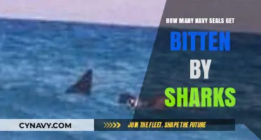 Shark Encounters: Navy SEALs and the Risks of Ocean Operations