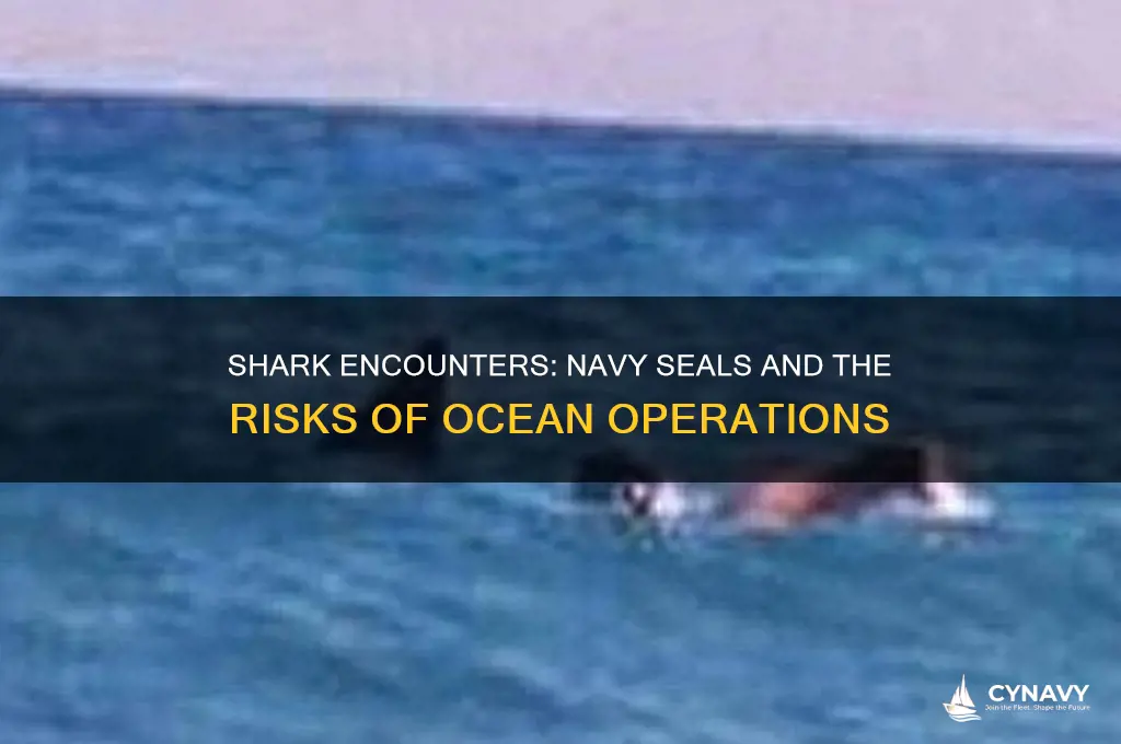 how many navy seals get bitten by sharks