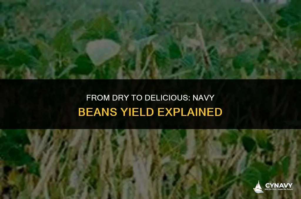 how much does 1 cup of dry navy beans make