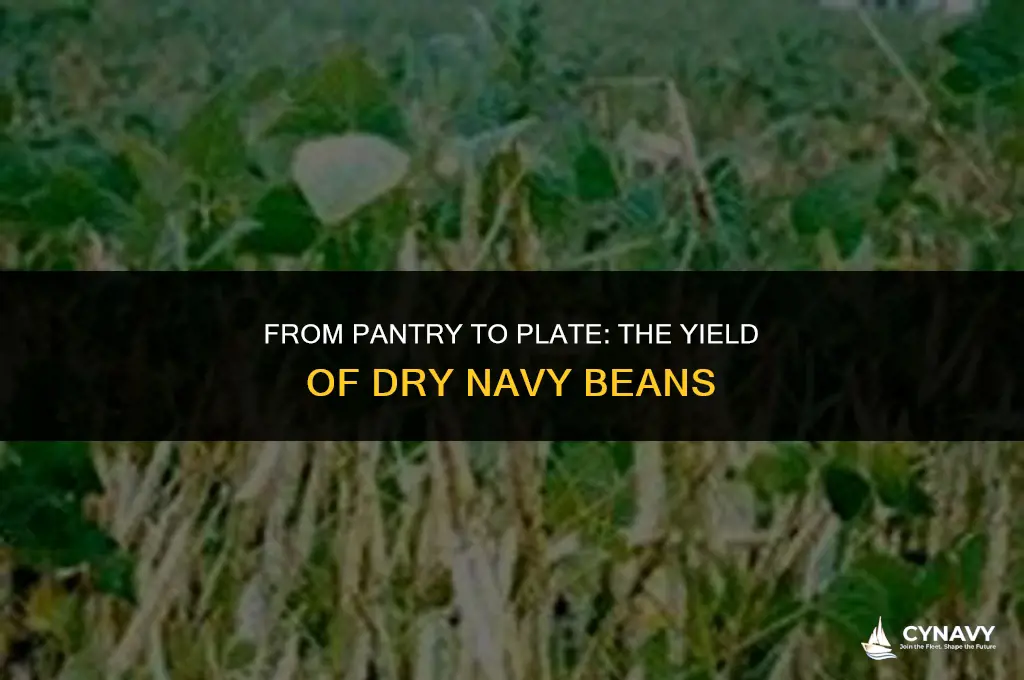 how much does 1 pound of dry navy beans yield