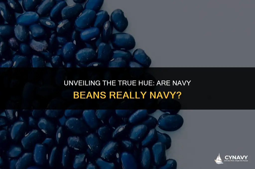 what color are navy beans