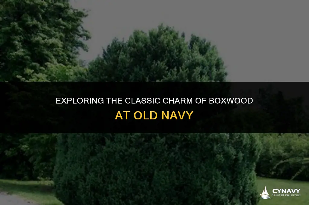 what color is boxwood at old navy