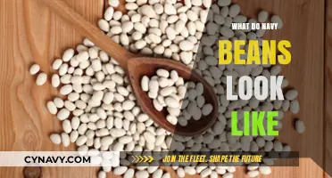 Exploring the Appearance and Uses of Navy Beans