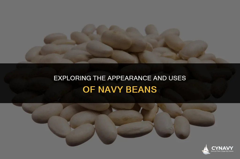 what do navy beans look like